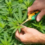 a pair of hands holding a pair of scissors cutting through a plant.