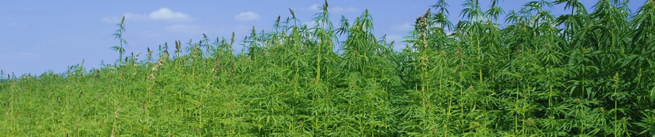 a field of tall grass with a blue sky in the background.