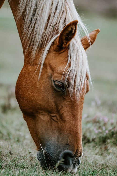 a close up of a horse grazing on grass.